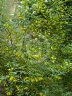 Chrysojasminum humile