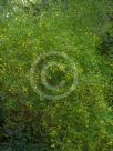 Chrysojasminum humile