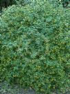 Chrysojasminum humile
