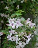 Jasminum stephanense