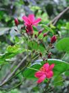 Jatropha integerrima