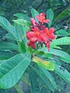 Jatropha integerrima