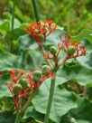 Jatropha podagrica