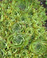 Sempervivum globiferum