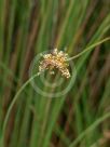 Juncus usitatus