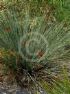 Juncus usitatus