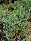 Juniperus procumbens Nana