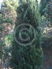 Juniperus chinensis Spartan