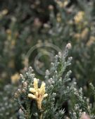 Juniperus chinensis Variegata