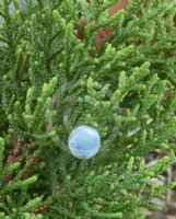 Juniperus deppeana