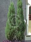 Juniperus scopulorum Skyrocket