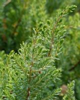 Juniperus taxifolia lutchuensis