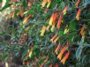 Justicia floribunda