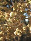 Kalanchoe beharensis