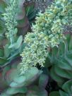 Kalanchoe luciae