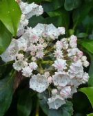 Kalmia latifolia