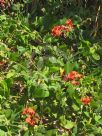Kennedia lateritia