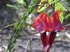 Kennedia rubicunda