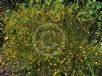 Kerria japonica Pleniflora