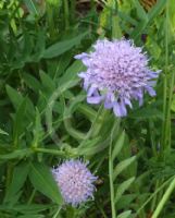 Knautia arvensis