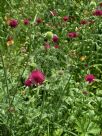 Knautia macedonica