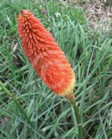 Kniphofia uvaria