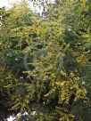 Koelreuteria paniculata