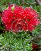 Kunzea baxteri