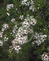 Kunzea ericoides