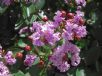 Lagerstroemia indica