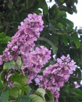 Lagerstroemia speciosa