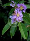 Lagerstroemia speciosa