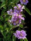 Lagerstroemia speciosa