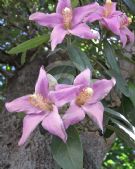 Lagunaria patersonia