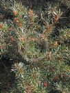 Lambertia formosa