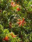 Lambertia inermis