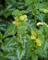 Lamium galeobdolon