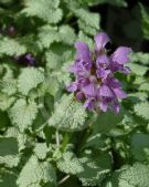 Lamium maculatum Orchid Frost