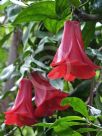 Lapageria rosea