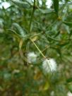 Larrea tridentata