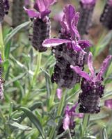 Lavandula stoechas