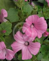 Malva trimestris
