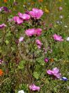 Malva trimestris