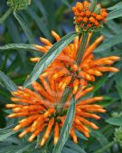 Leonotis leonurus