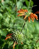 Leonotis ocymifolia raineriana