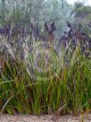 Lepidosperma concavum