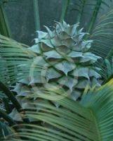 Lepidozamia peroffskyana