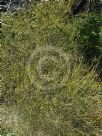 Leptomeria acida