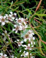 Leptospermum amboinense