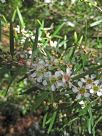 Leptospermum amboinense